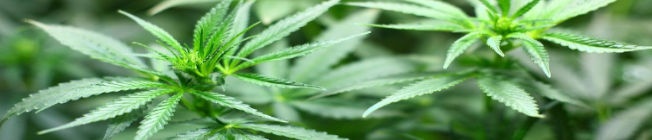 GMP para cannabis medicinal GMP para cannabis medicinal